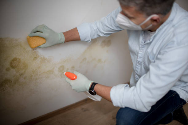 Best Fast Mold Removal  in East Grand Rapids, MI