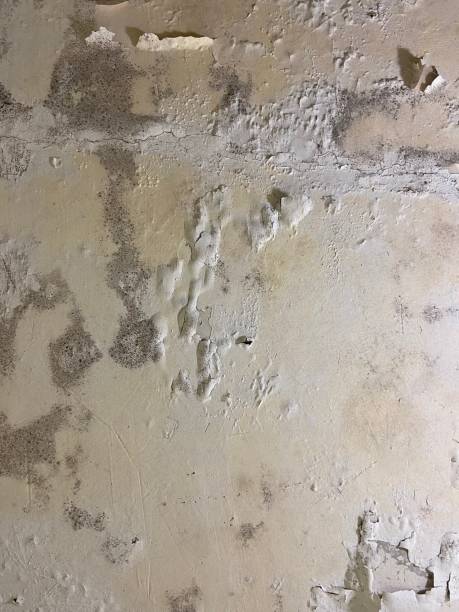 Best Mold Remediation  in East Grand Rapids, MI