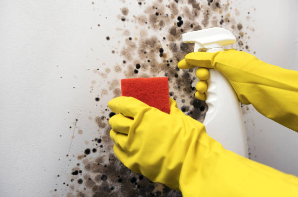 Best Certified Mold Removal  in East Grand Rapids, MI